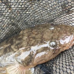 何でもいいから釣れて