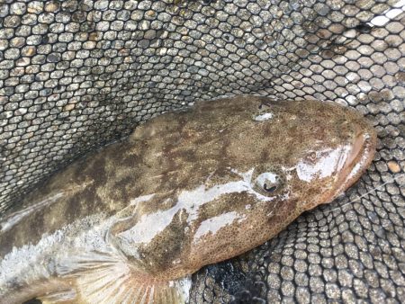 何でもいいから釣れて