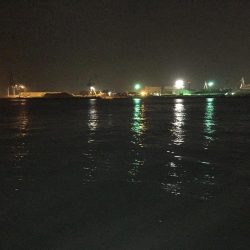 チーバスからのボラ祭り