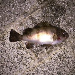 シーバス狙いできたものの