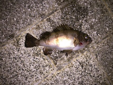 シーバス狙いできたものの