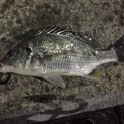 天保山熱し！キビレ2枚、タケノコ10本