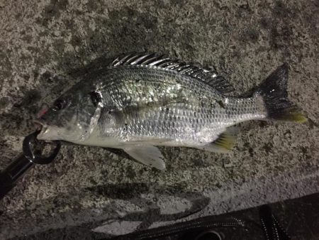 天保山熱し！キビレ2枚、タケノコ10本