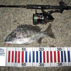 今年初のチニングにてGET(σ・∀・)σｹﾞｯﾂ!!