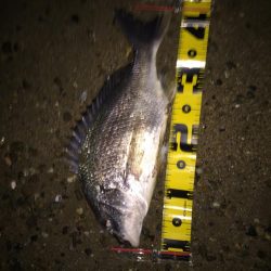 ２０１８ キビレ調査NO、1