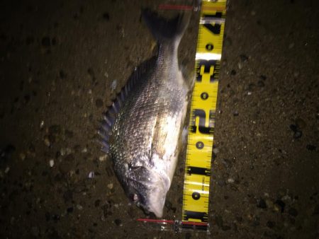 ２０１８ キビレ調査NO、1