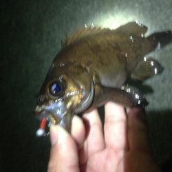 真夜中メバリング