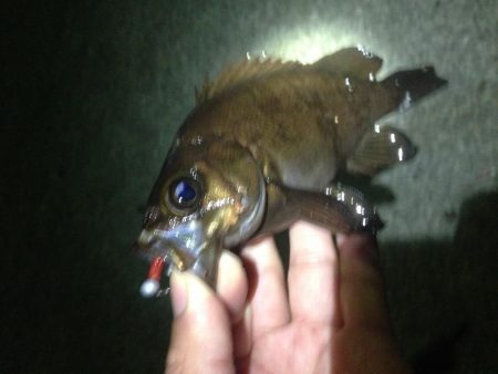 真夜中メバリング