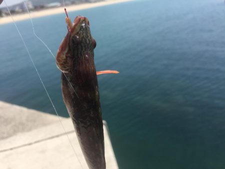 和歌浦エサ釣デイゲーム