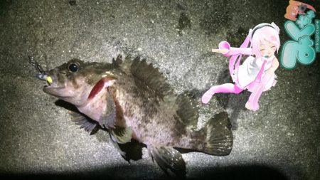 海のタケノコ( ´▽｀)