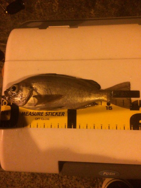 メバルプラッキング