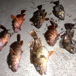 大型メバルを求めて