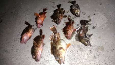 大型メバルを求めて