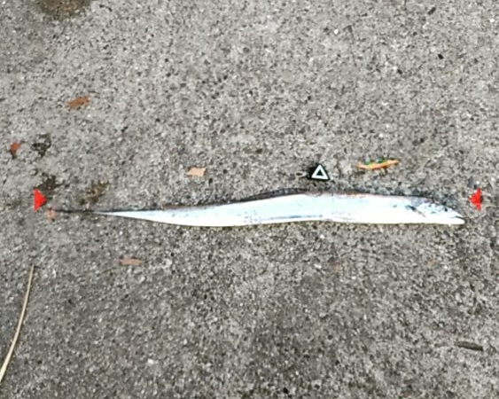 タチウオげっと