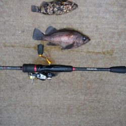 不定期開催サゴシ祭りに参加