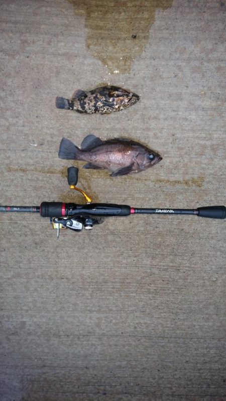 不定期開催サゴシ祭りに参加