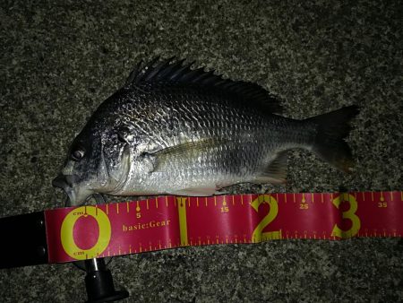 エビ巻き坊主からのチニング