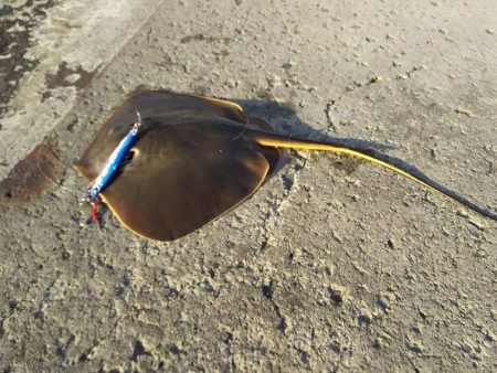 ジグでアカエイ