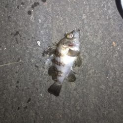 メバリングランガン