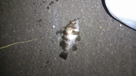 メバリングランガン