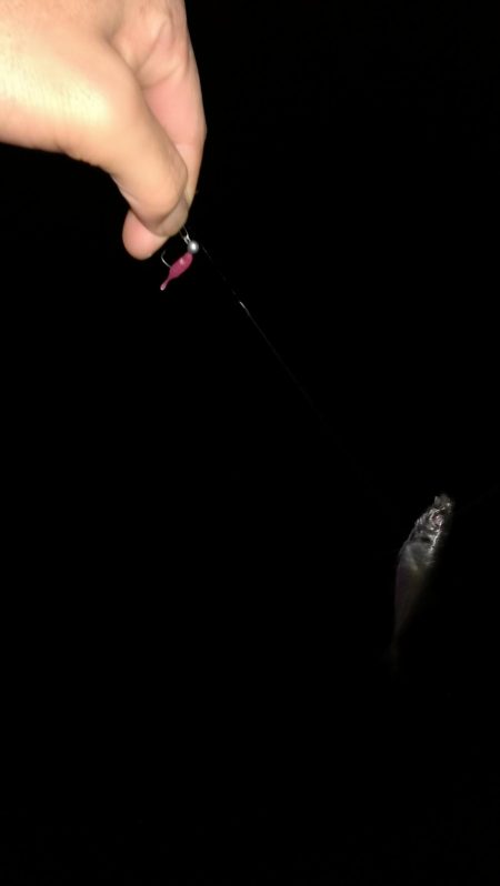 対馬でサバング!!