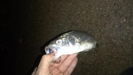 シーバスランガン