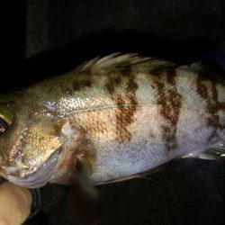 やっと、ﾒﾊﾞﾘﾝｸﾞ