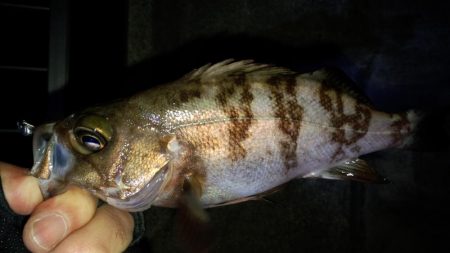 やっと、ﾒﾊﾞﾘﾝｸﾞ