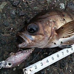 期待してた程では