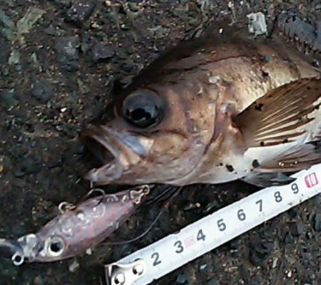 期待してた程では