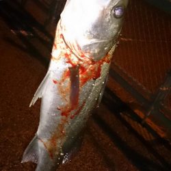 メバル狙っててシーバスゲット