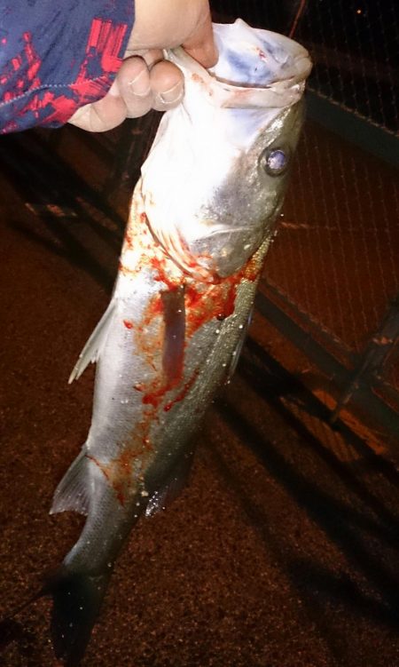 メバル狙っててシーバスゲット