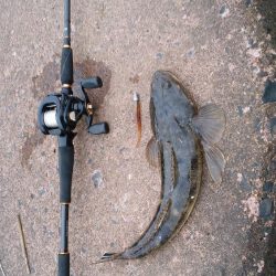 マゴチ開幕続報