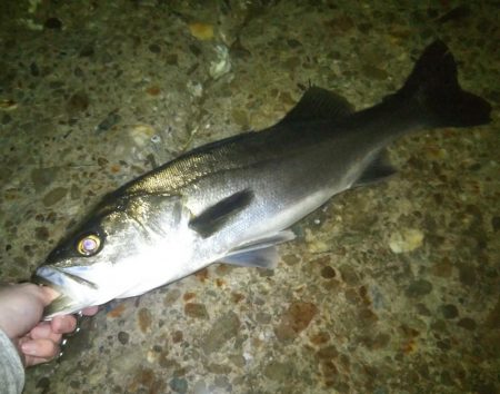 メバリングでシーバス