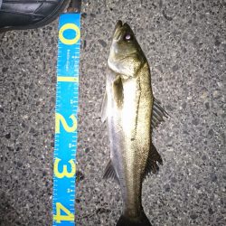 メバリング練習