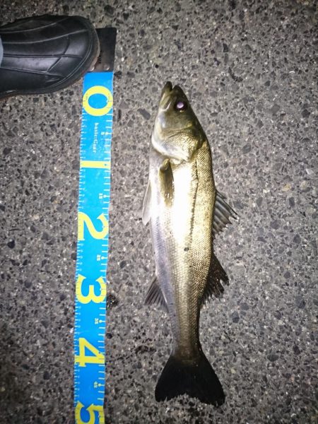 メバリング練習