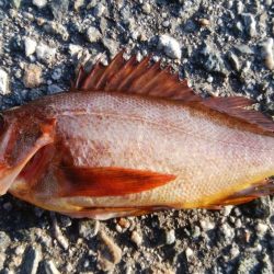 メバルが釣れました