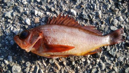 メバルが釣れました