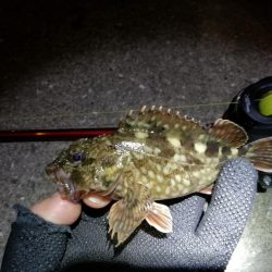 カモメ大橋からフェリーターミナル（4月後半ヘチ釣り歩き）