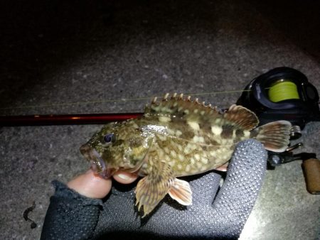 カモメ大橋からフェリーターミナル（4月後半…