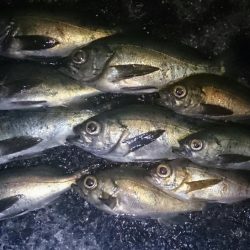 メバルリベンジ