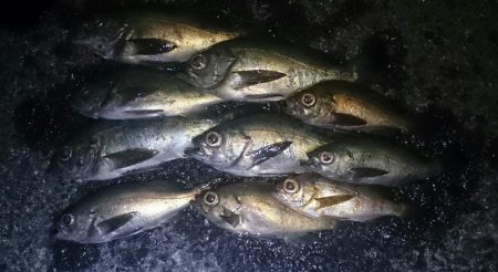 メバルリベンジ