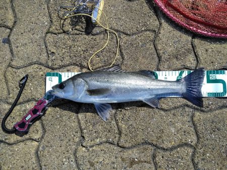 がんばりましたが・・・、