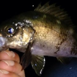 メバルプラッキング