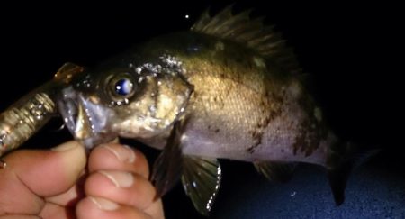 メバルプラッキング