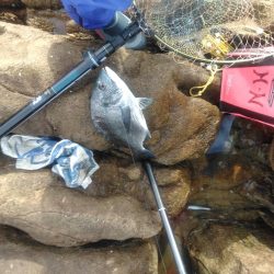 グレ・チヌ・各一匹