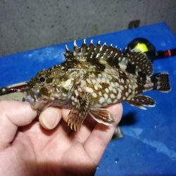 カモメ大橋(ヘチ釣りでついに今年初のキビレチヌ釣果)