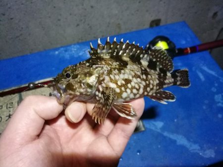カモメ大橋(ヘチ釣りでついに今年初のキビレチヌ釣果)