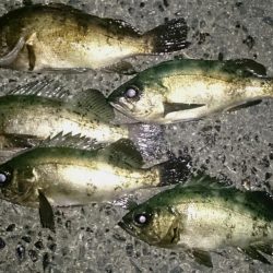 月夜のメバル調査