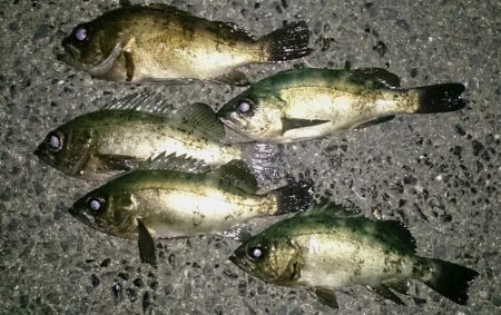 月夜のメバル調査